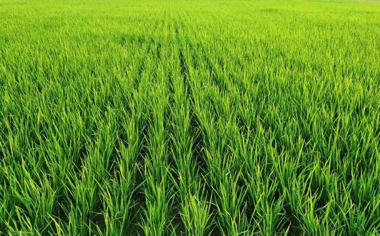 A closeup of rows of rice plants at a vast field